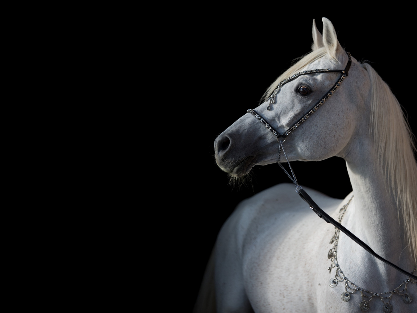 арабский, контраст, лошадь, грация, свет, конь, тёмный фон