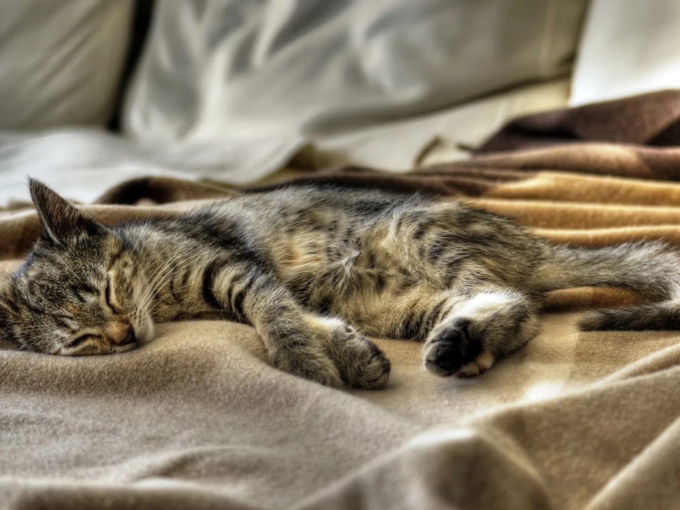кот, киса