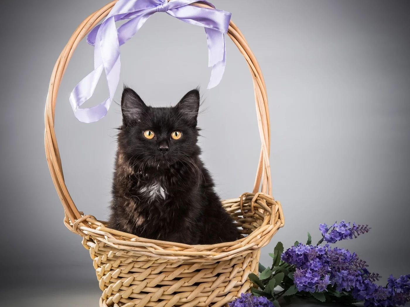 кот, киса