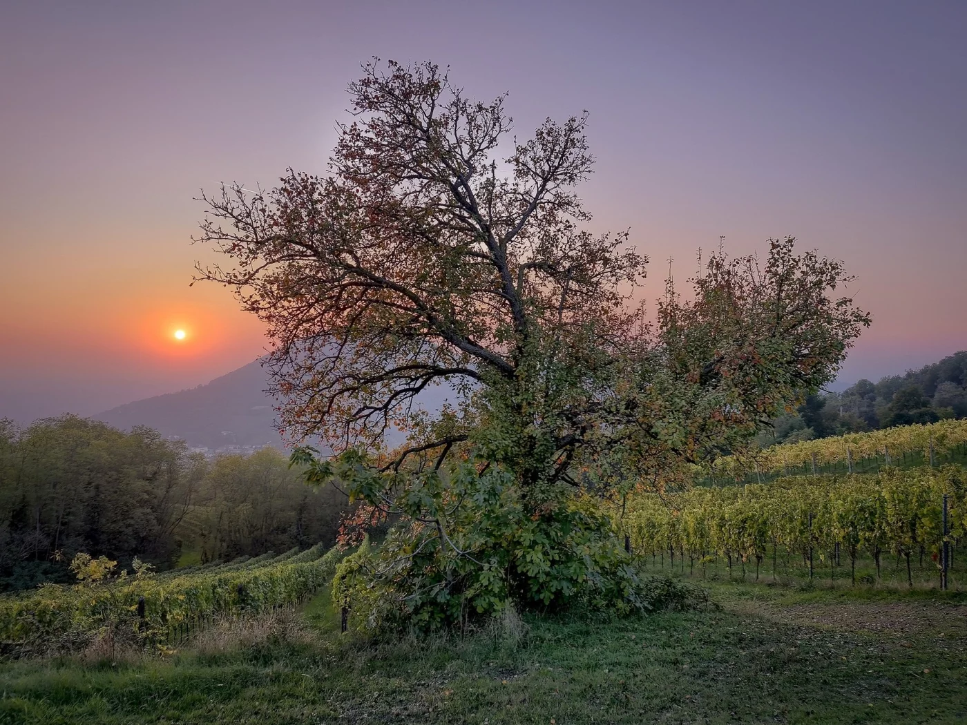 природа, красота