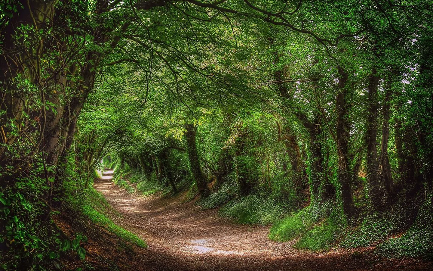 лес, дорога, forest, dense, road, tunnel, light, trees, green, fence, leaves, mist, trees, forest, park, green, nature, landscapes, trees, trail, woods, leaves, see, day, summer, nice, wide