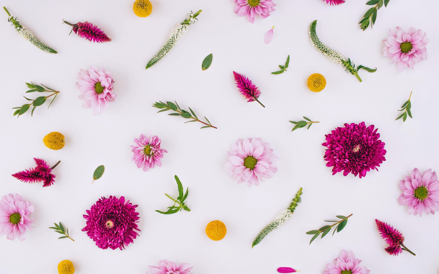 background, хризантемы, floral, pink, flowers, цветы