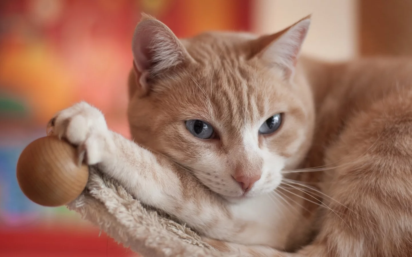 кот, киса