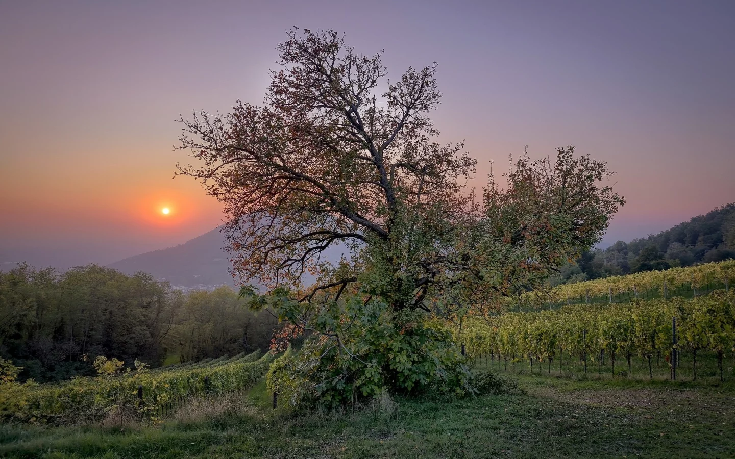 природа, красота