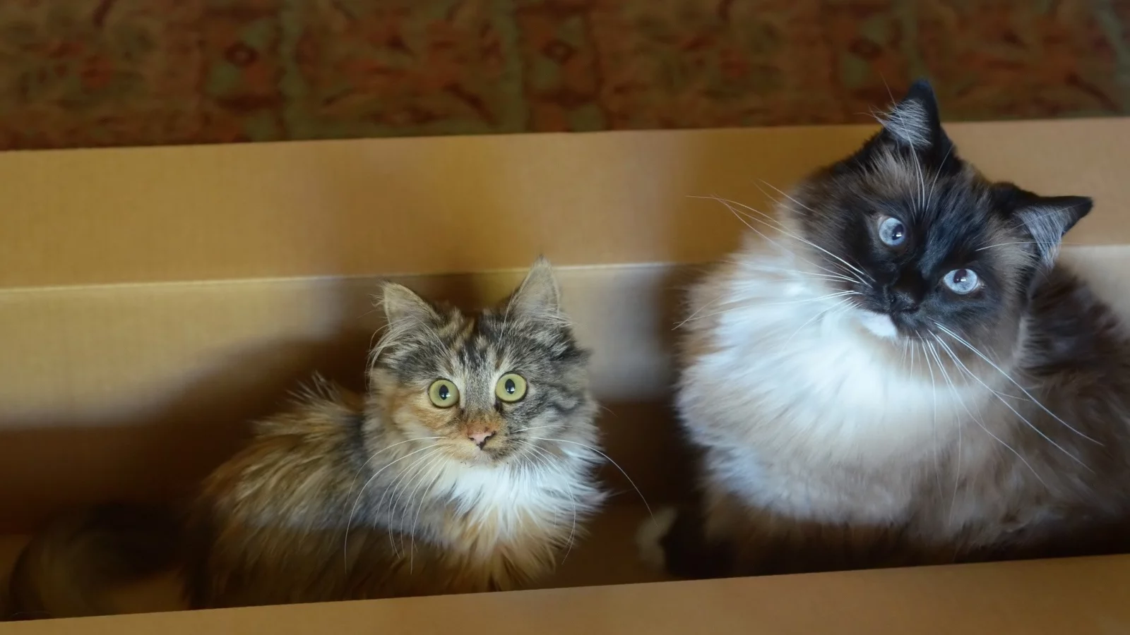 кот, киса