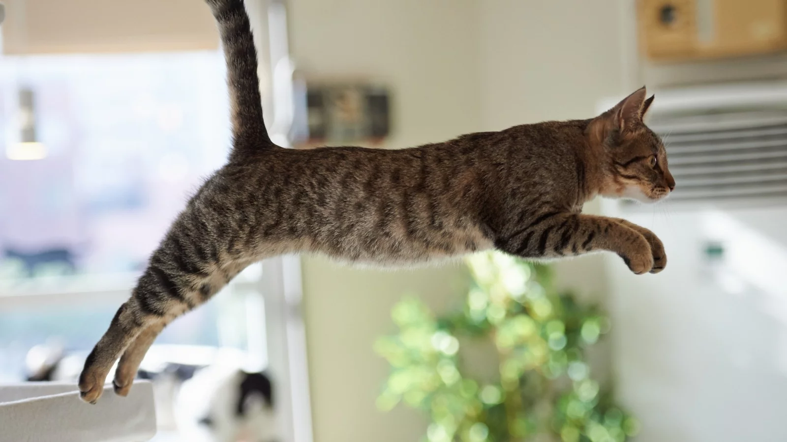 кот, прыжок