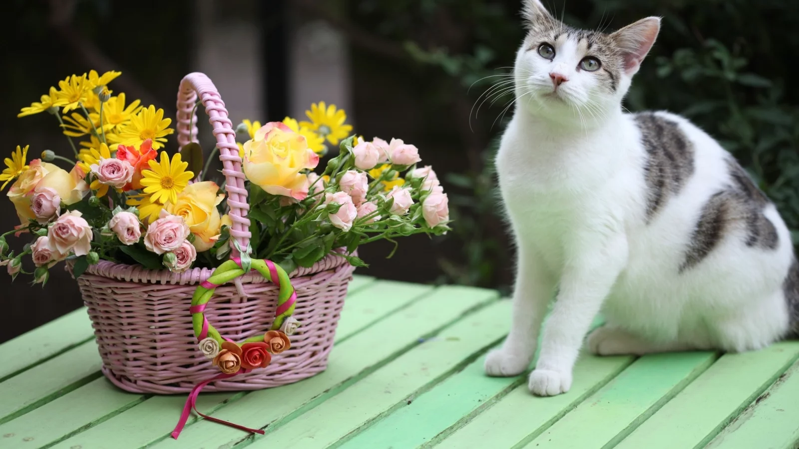 кот, киса