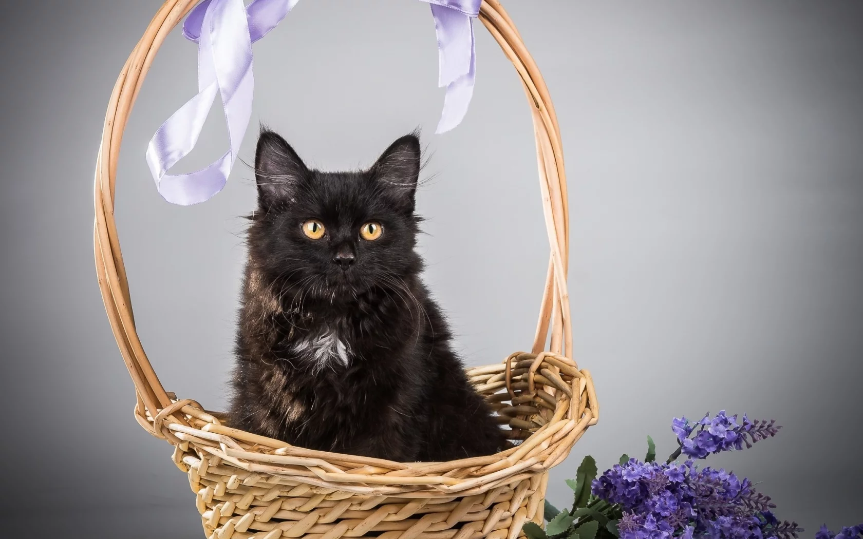 кот, киса