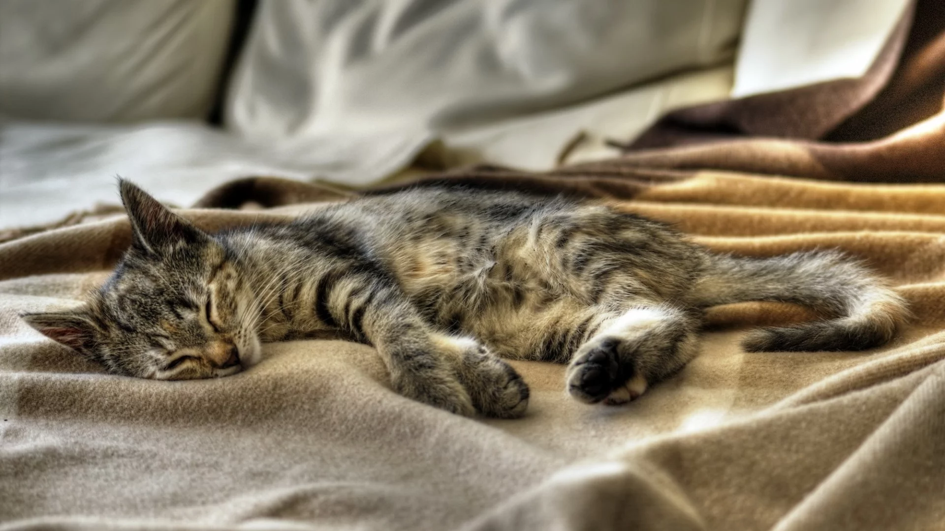 кот, киса