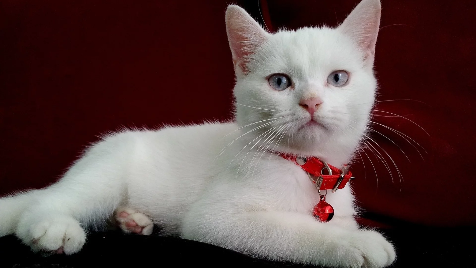 киса, кот