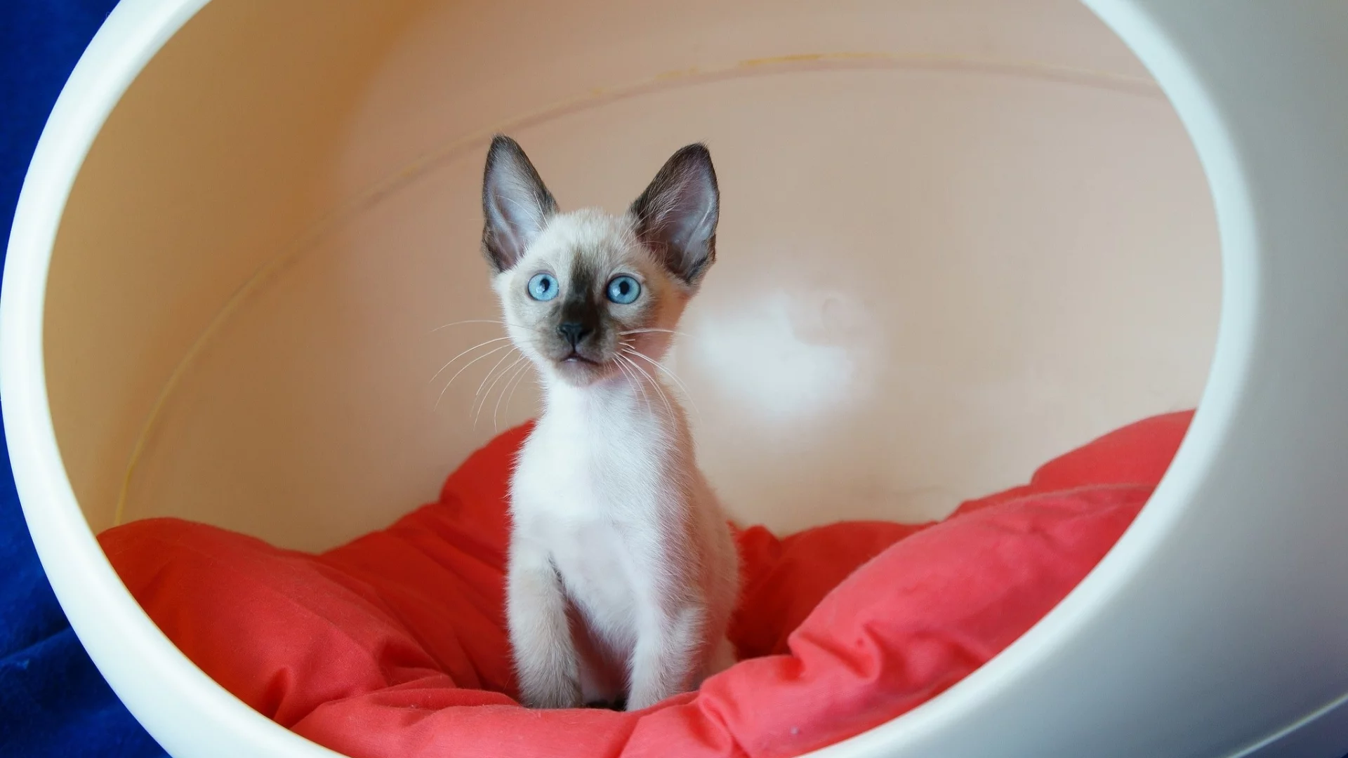 кот, киса