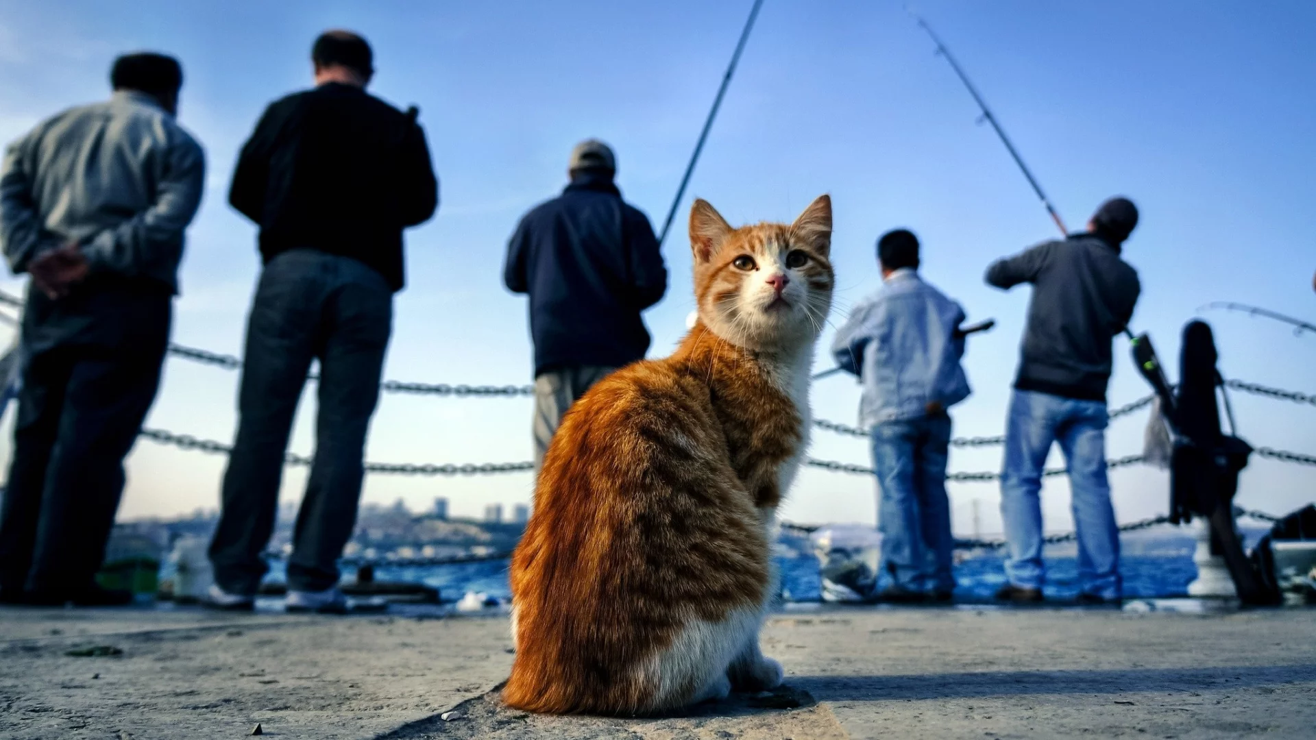 кот, киса