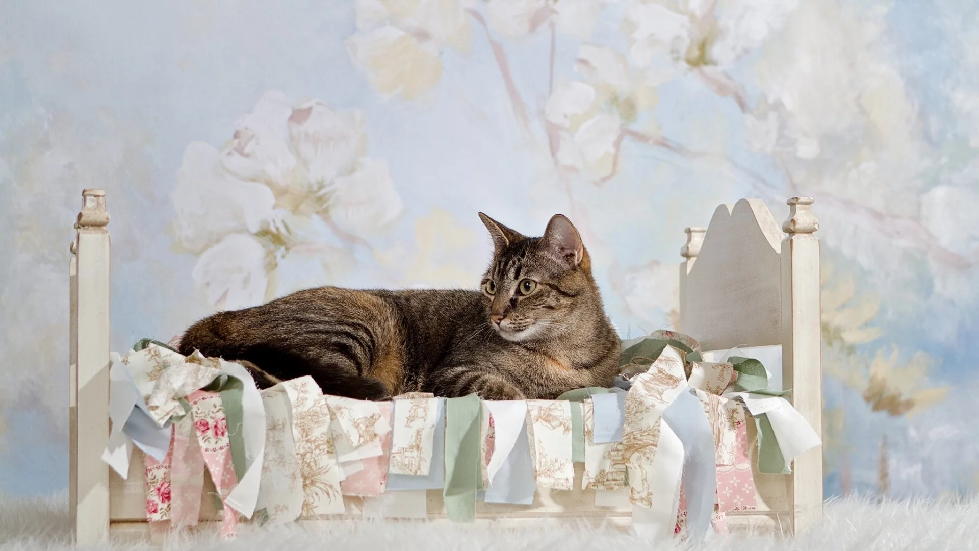 кот, киса