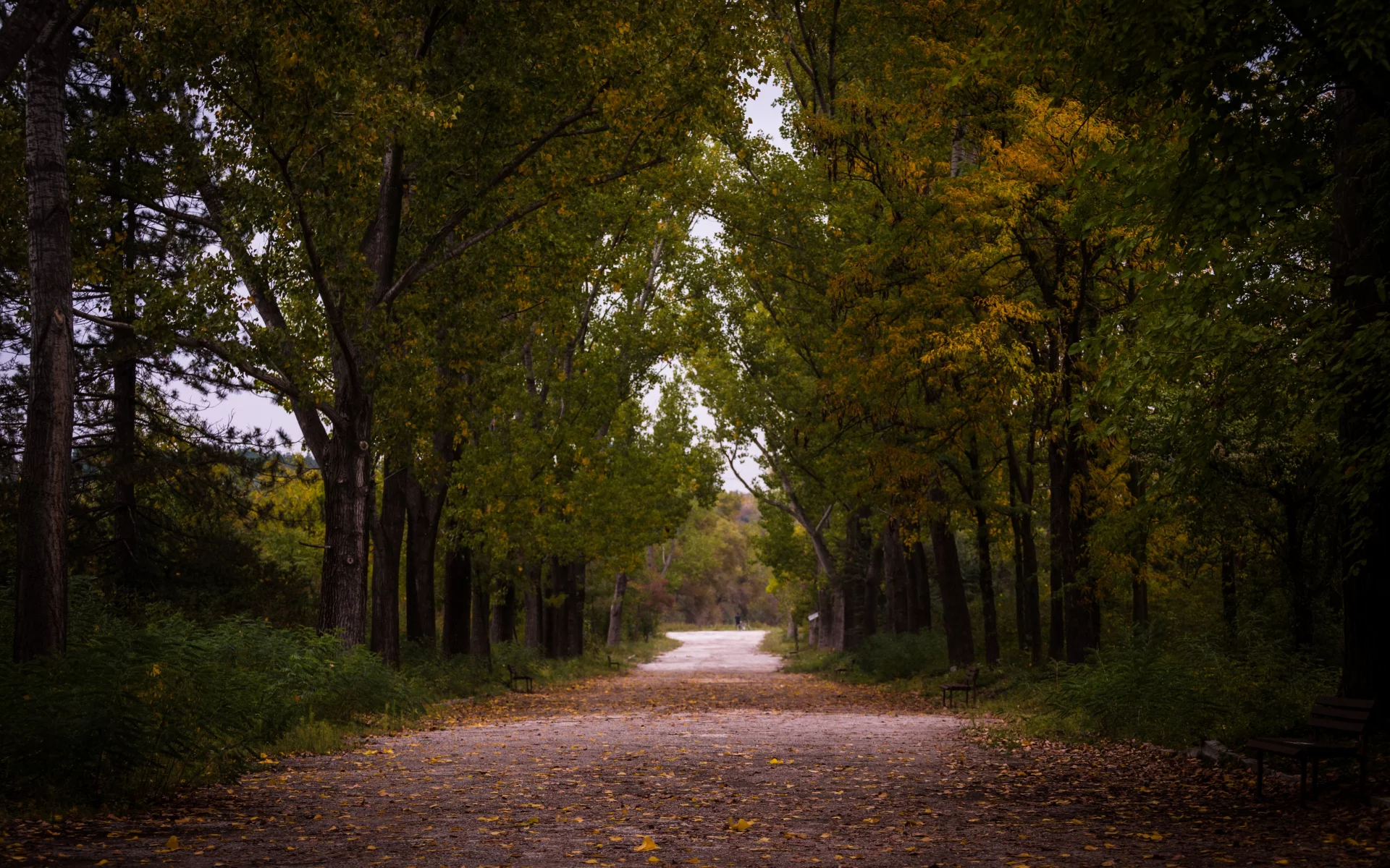 лес, осень, туман, forest, autumn, fog, trees, color, leaves, daylight, environment, fall, mist, moss, green, nature, landscapes, path, evening, see, dark, nice, wide