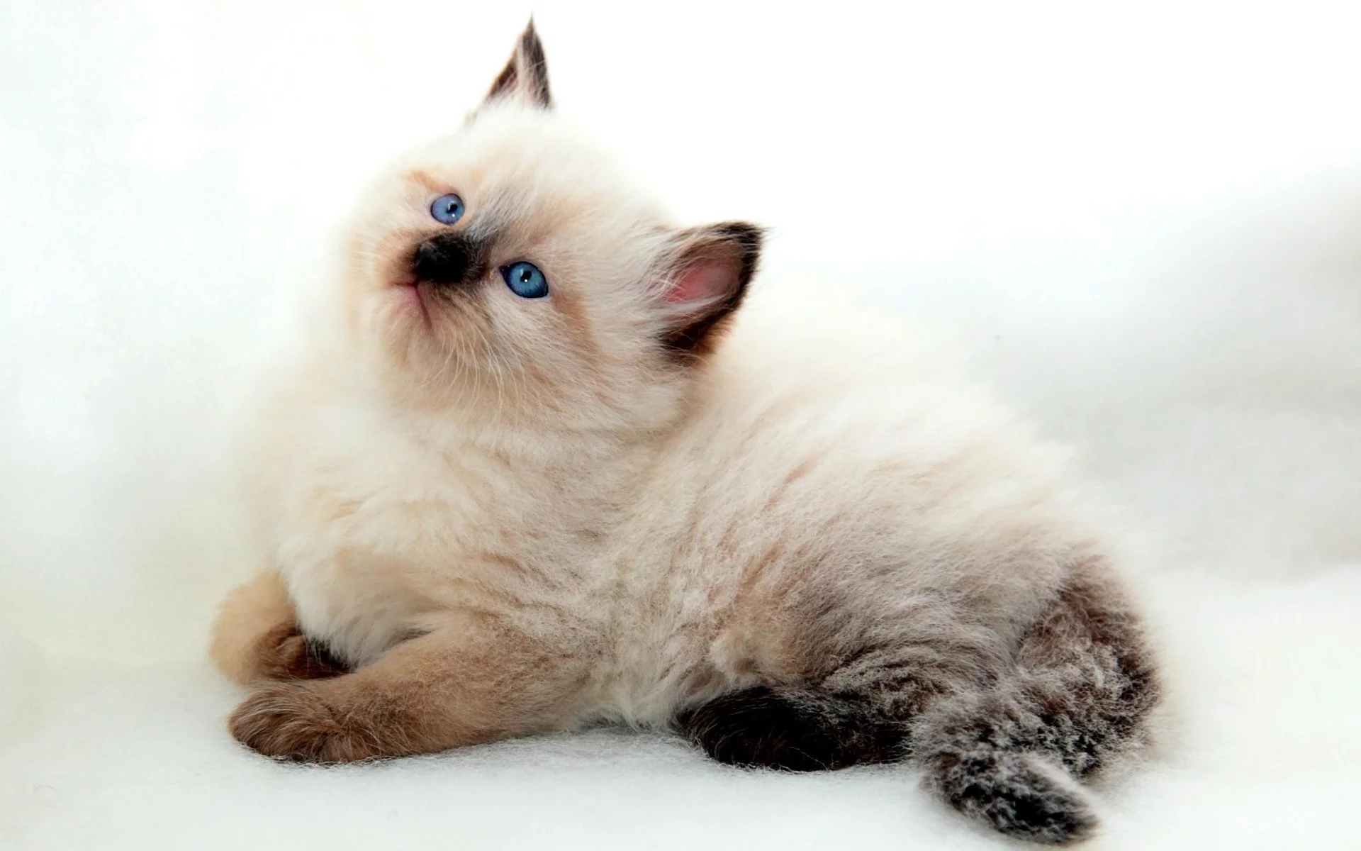 кот, киса