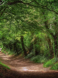 лес, дорога, forest, dense, road, tunnel, light, trees, green, fence, leaves, mist, trees, forest, park, green, nature, landscapes, trees, trail, woods, leaves, see, day, summer, nice, wide
