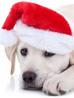 символ 2018, собака