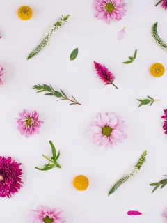 background, хризантемы, floral, pink, flowers, цветы