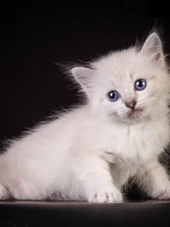 кот, киса