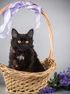 кот, киса