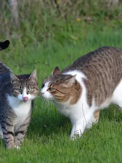 кот, киса