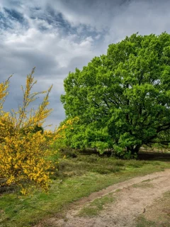природа, красота