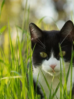 кот, киса