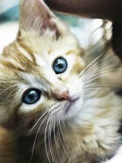 кот, киса