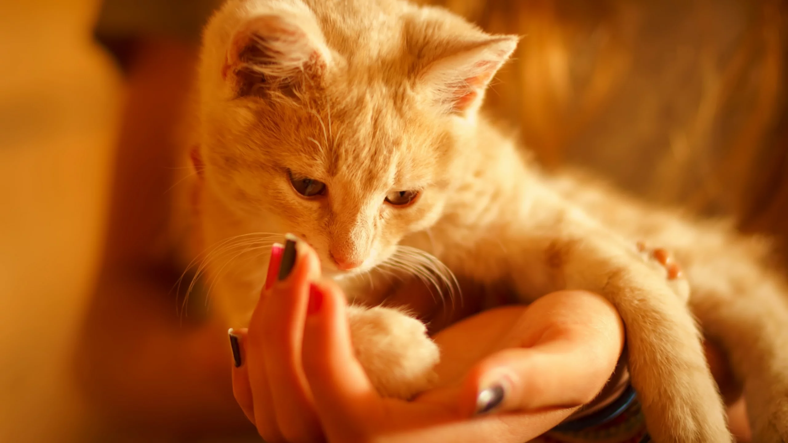 котёнок, руки