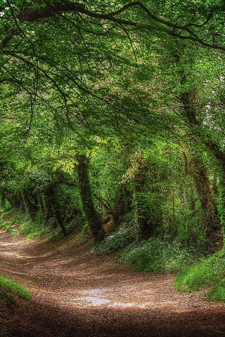 лес, дорога, forest, dense, road, tunnel, light, trees, green, fence, leaves, mist, trees, forest, park, green, nature, landscapes, trees, trail, woods, leaves, see, day, summer, nice, wide