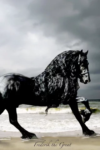 конь, жеребец, лошадь, пляж, берег, horse, stallion, horse, frederick, frederik, beach, sun, summer, see, front, black, sand, sun, summer, see, nice, wide