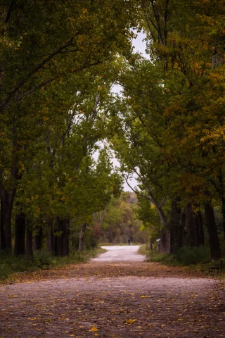 лес, осень, туман, forest, autumn, fog, trees, color, leaves, daylight, environment, fall, mist, moss, green, nature, landscapes, path, evening, see, dark, nice, wide