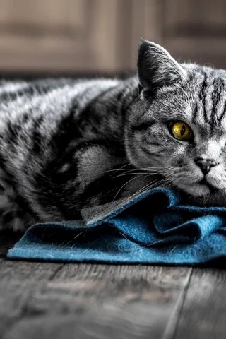 кот, киса