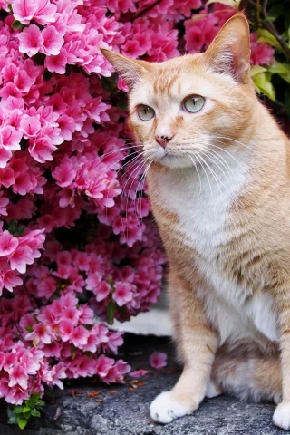 кот, киса