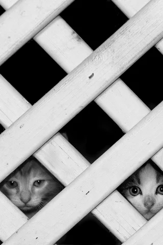 котята, забор