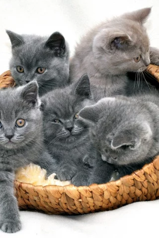 киса, кот