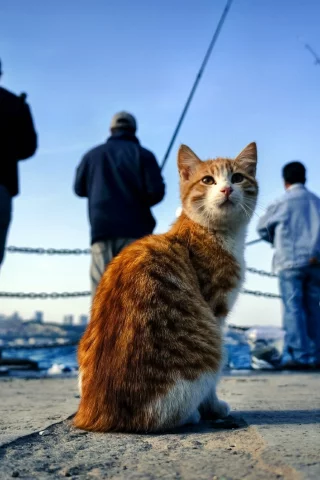 кот, киса