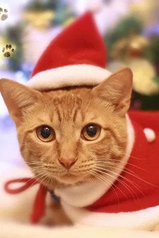 кот, киса