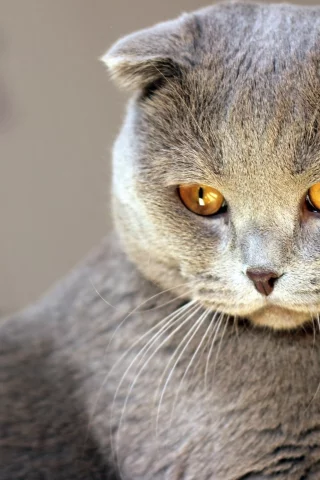 кот, киса