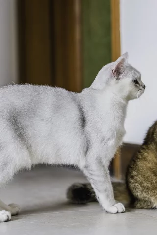 кот, киса