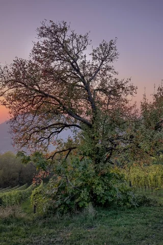 природа, красота