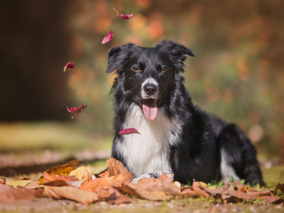 листья, осень, язык, боке, взгляд, собака