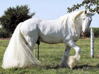 конь, белый, жеребец, лошадь, луг, horse, stallion, horse, field, white, meadow, sun, summer, see, front, white, flowers, grass, field, sun, summer, see, nice, wide