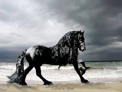 конь, жеребец, лошадь, пляж, берег, horse, stallion, horse, frederick, frederik, beach, sun, summer, see, front, black, sand, sun, summer, see, nice, wide