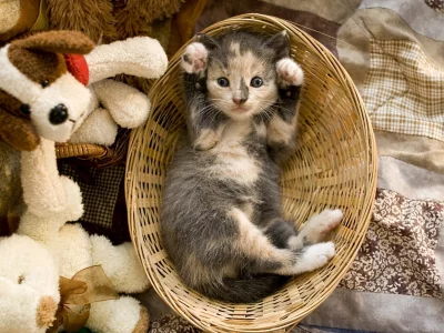 кот, киса