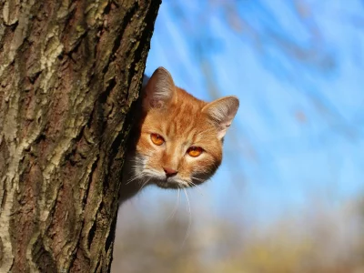 кот, киса