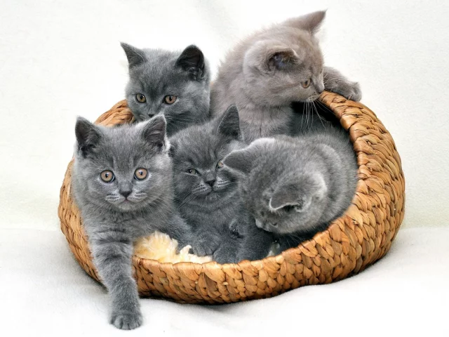 киса, кот