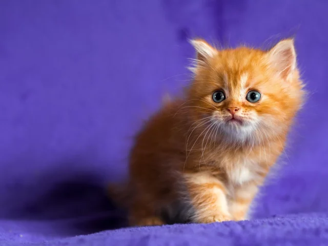 кот, киса