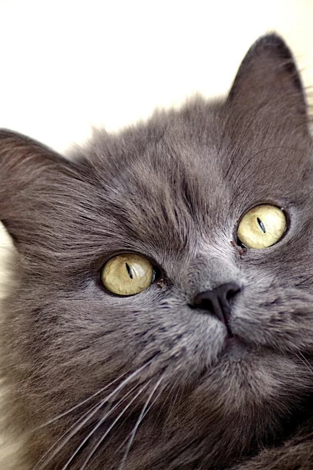 кот, кошка