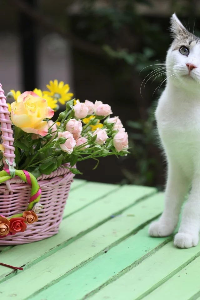 кот, киса